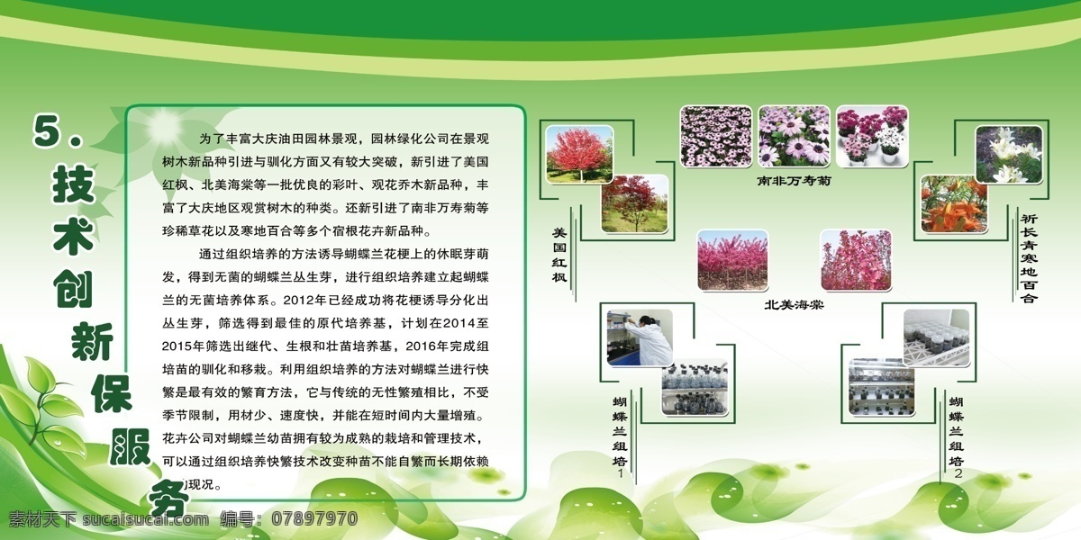 花卉 绿色 照片 文字 绿条