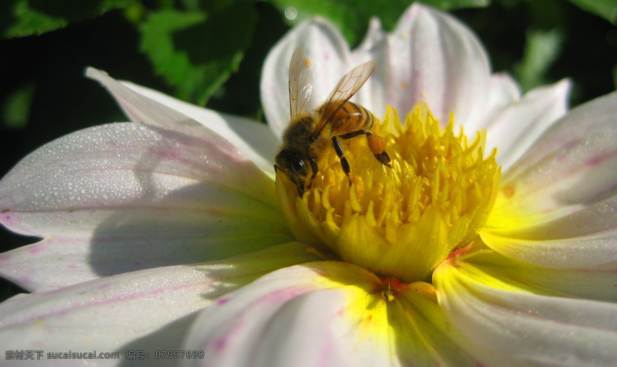 白色花瓣 昆虫 绿叶 蜜蜂采蜜 生物世界 忙碌的蜜蜂 一只蜂 黄色花蕊 阳光微距 微距昆虫一组