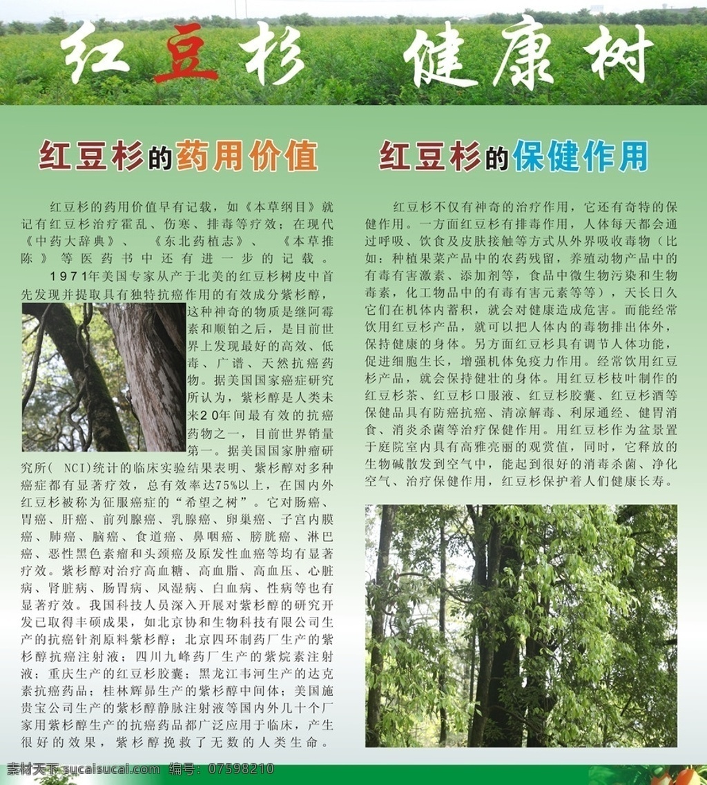 红豆杉 背景 海报 图 健康