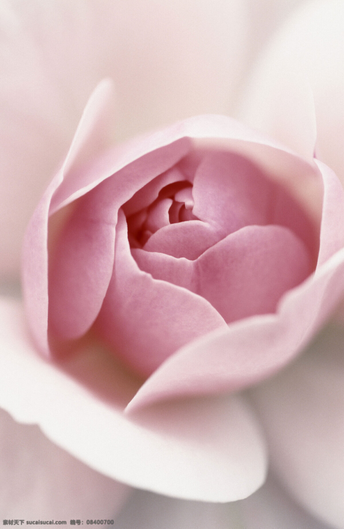 粉色玫瑰特写 粉色玫瑰 玫瑰 花卉 花朵 鲜花 花 花束 鲜艳 艳丽 植物 花草 鲜花摄影 盛开 花草树木 生物世界 白色