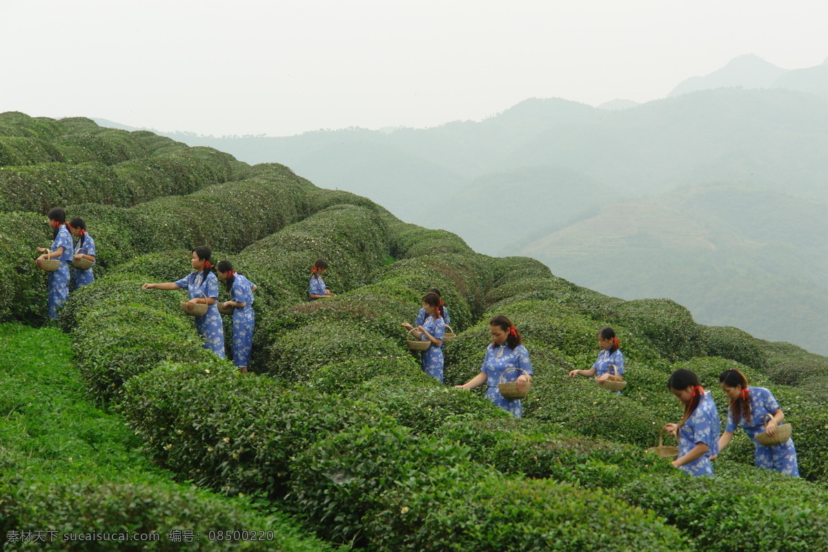 茶 茶山 茶叶 茶园 风景 绿茶 绿色 农业 采茶姑娘 自然景观 田园风光 摄影图库茶园 嫩叶天然 清新 矢量图 日常生活
