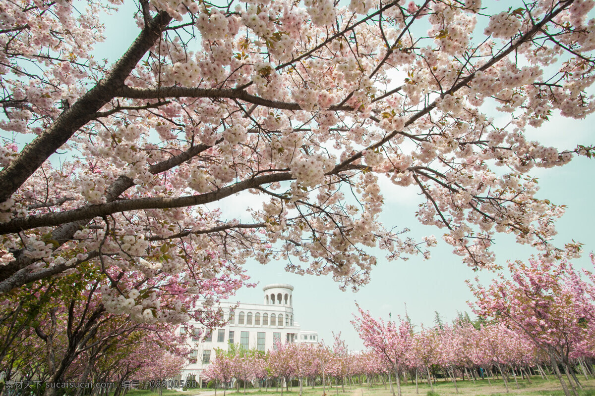 樱花林 公园 花园 树林 春季 春天 花团锦簇 自然景观 自然风景