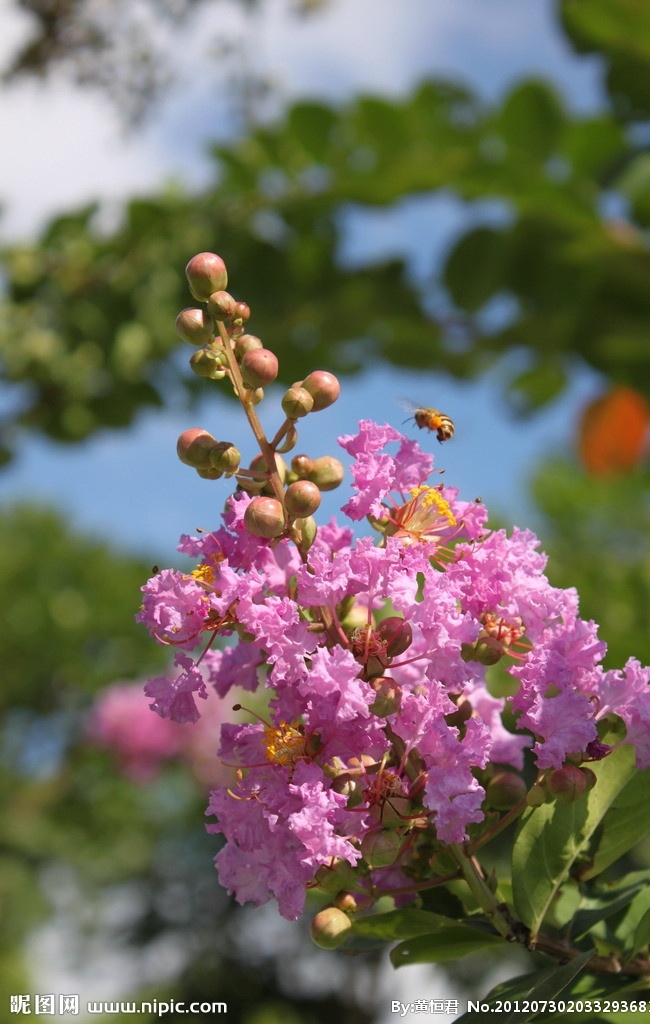 紫薇花 公园 紫薇 粉色 蓝天 绿叶 花花世界 花草 生物世界