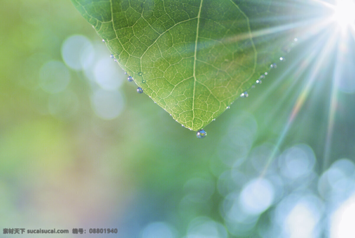 草 光线 花草 环保 晶莹剔透 露水 露珠 绿色 树叶 水珠 绿叶 水滴 阳光 晨露 漂亮水珠 雨水 微距拍摄 植物 植被 生态 花草主题 绿叶底纹 生物世界 树木树叶