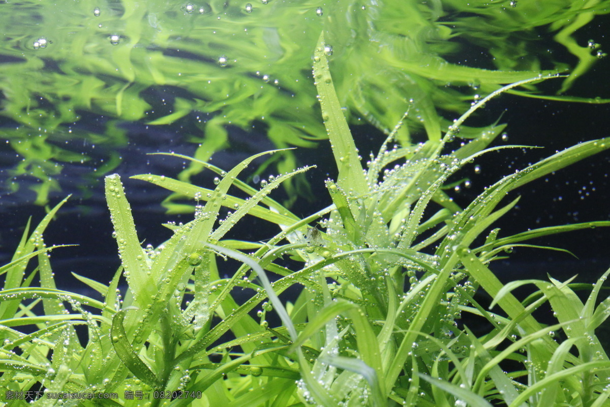 水草状态图 水草冒泡图 水草图 水草 冒泡 花草 生物世界
