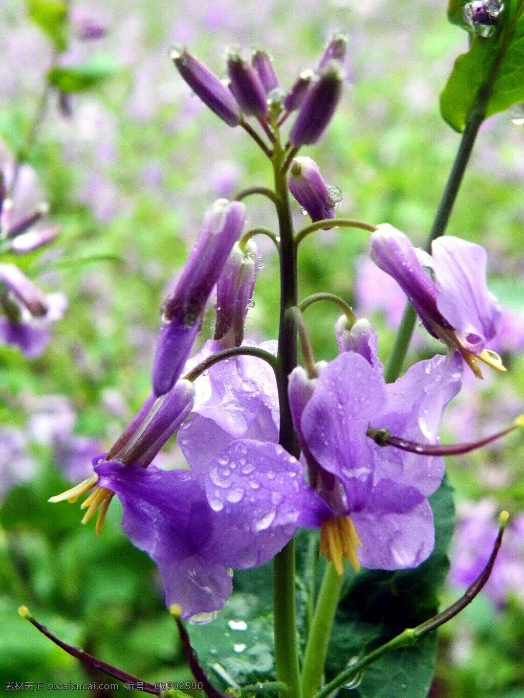 雨中二月兰 二月兰 诸葛菜 菜子花 紫金花 花草 生物世界