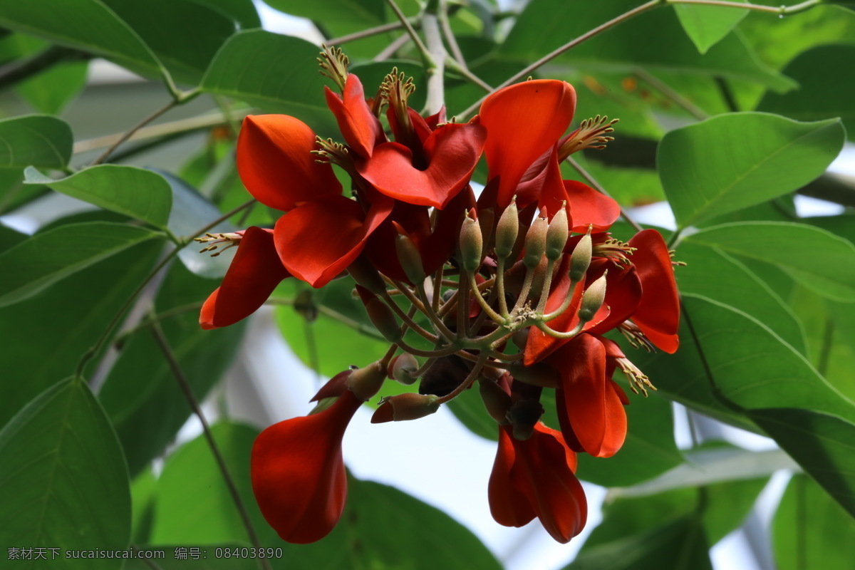 龙牙花 象牙红 龙芽花 乌仔花 花儿 花朵 花卉 花瓣 花蕊 植物 花草 绿化景观 花卉大观园 生物世界