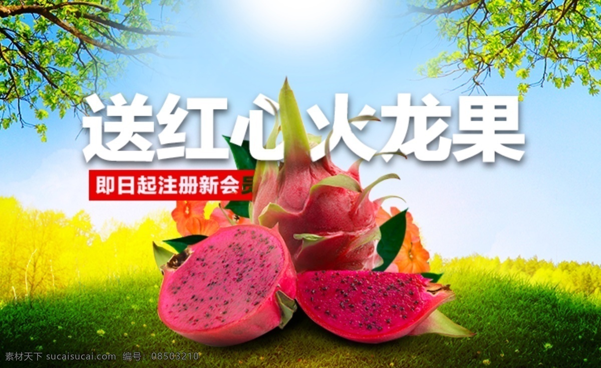 火龙果 草坪 树枝 注册会员 海报 ps 分层 源文件