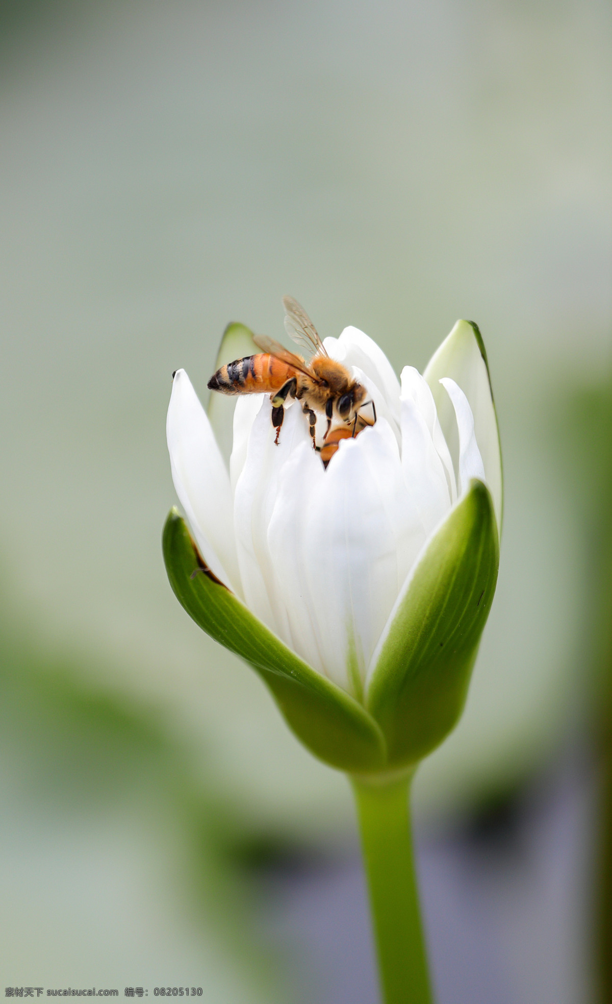 蜜蜂采蜜 荷花 植物 花朵 花卉 观赏 美丽 花儿 蜜蜂 采蜜 白荷花 生物世界 昆虫