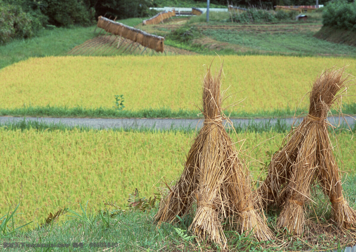 稻草 草垛 田园风光 乡村风光 稻田 水田 农田 生物世界 其他生物