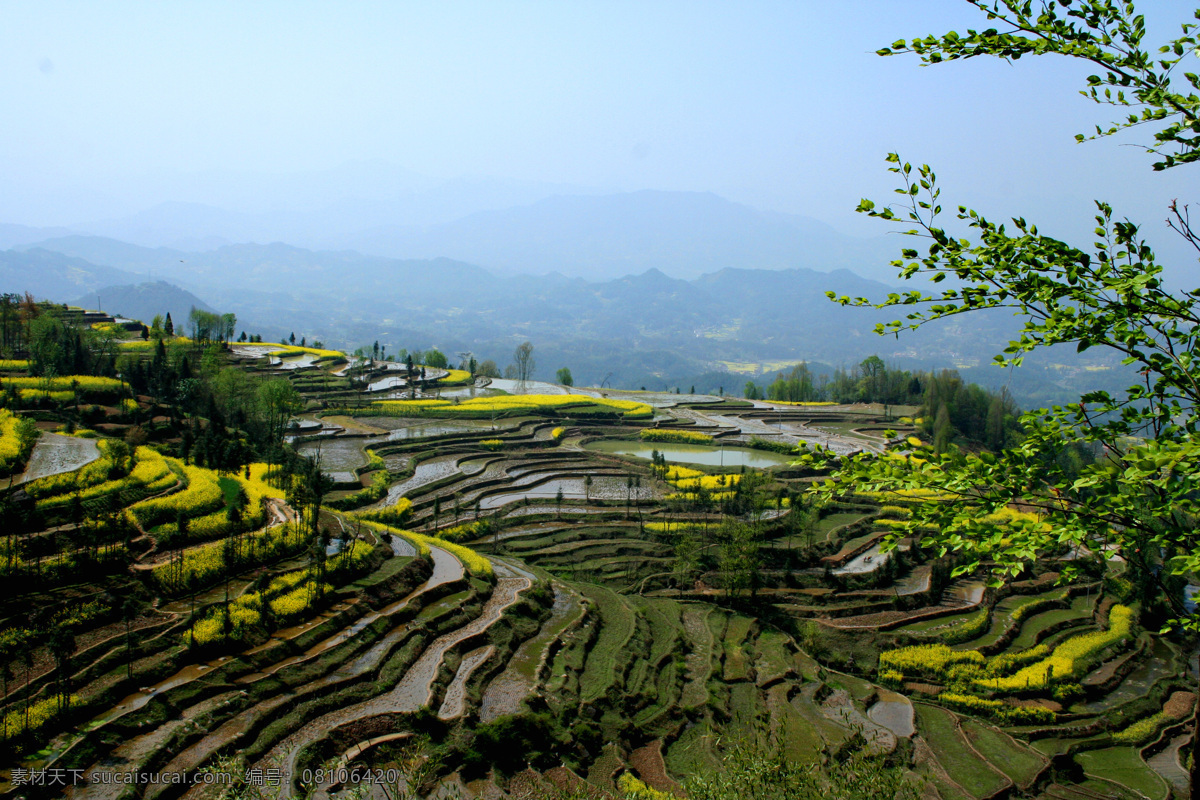 梯田 春天 油菜花 韵律 绿树 山峦 远山 田园风光 自然景观