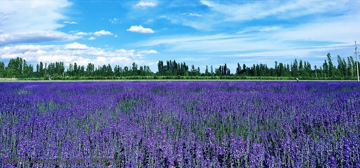 伊犁薰衣草园 伊犁 薰衣草园 紫色 花海 新疆 自然景观 自然风景