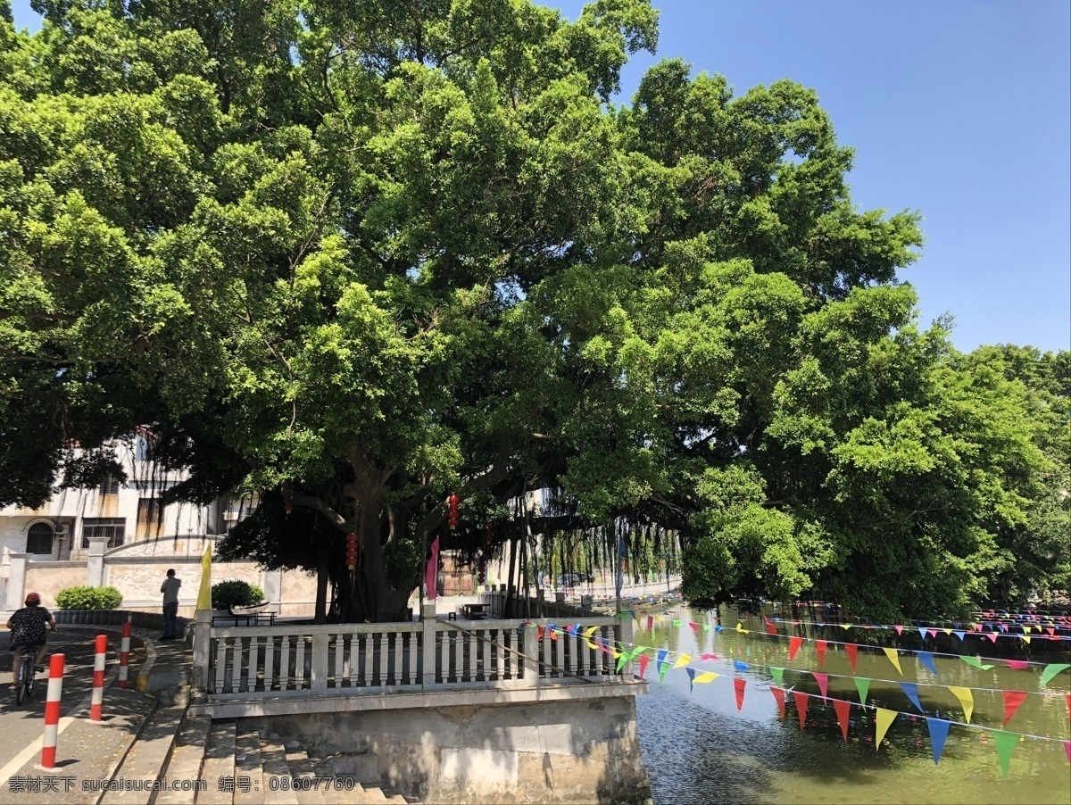 榕树 广州 小镇 顺德 河流 自然景观 山水风景