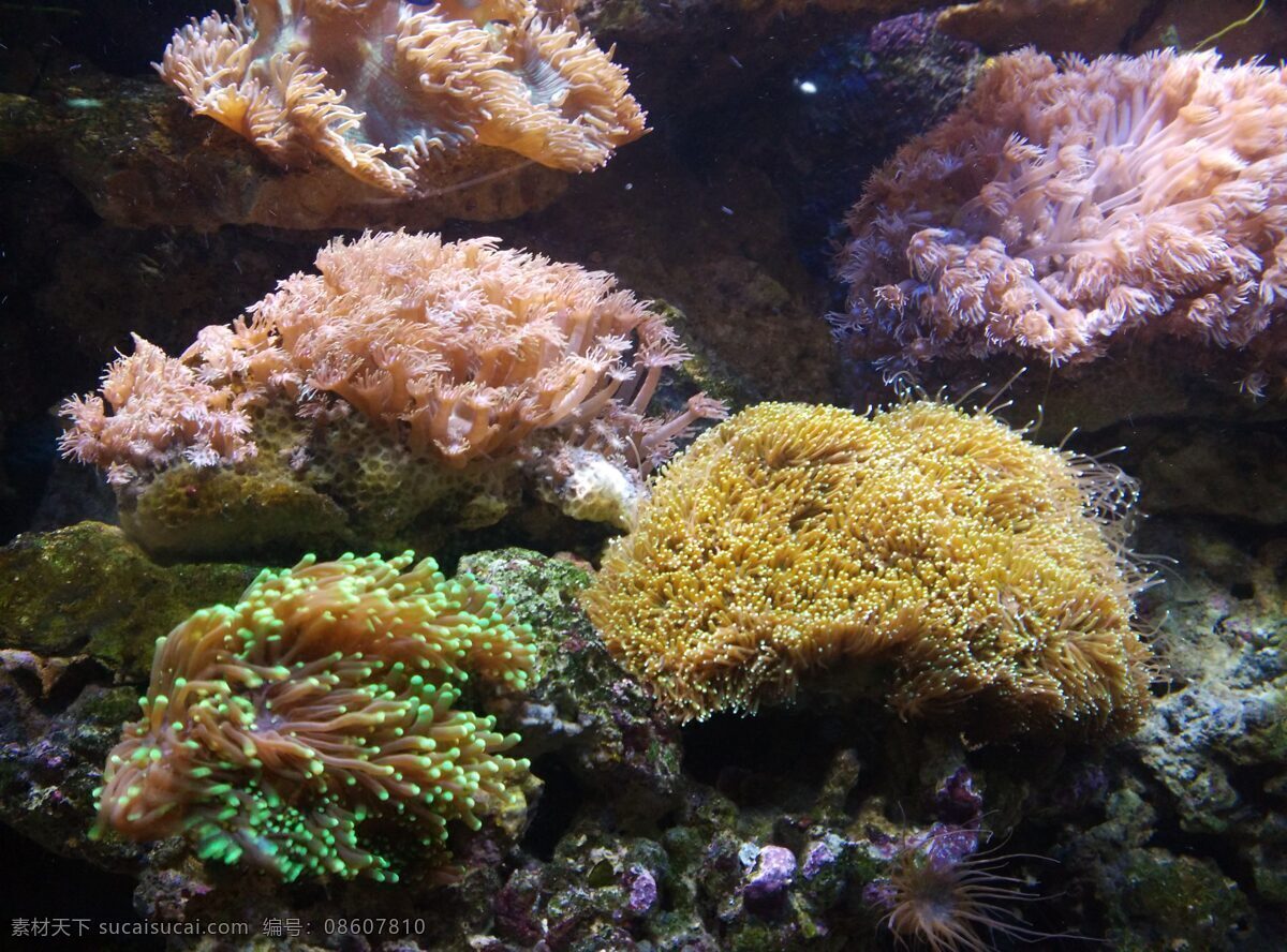 珊瑚 珊瑚礁 礁岩 水生物 鱼 海洋生物 海洋馆 自然景观 自然风景