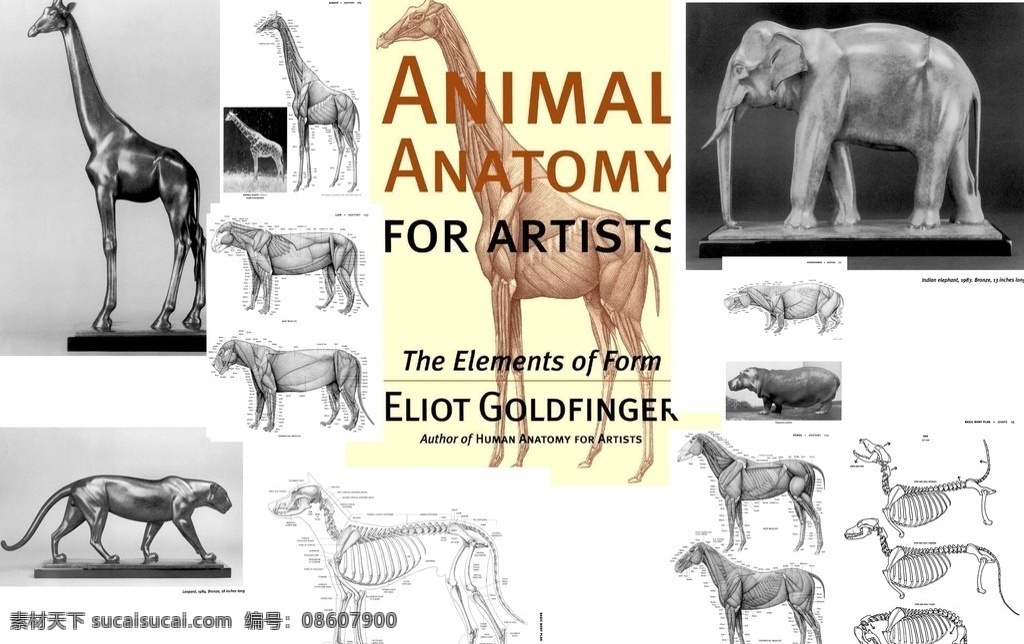 动物解剖 动物 解剖 动物结构 结构 各种动物 绘画 绘画资料 动物画法 狗 豹子 大象 长颈鹿 马 素描 黑白画 源文件 pdf