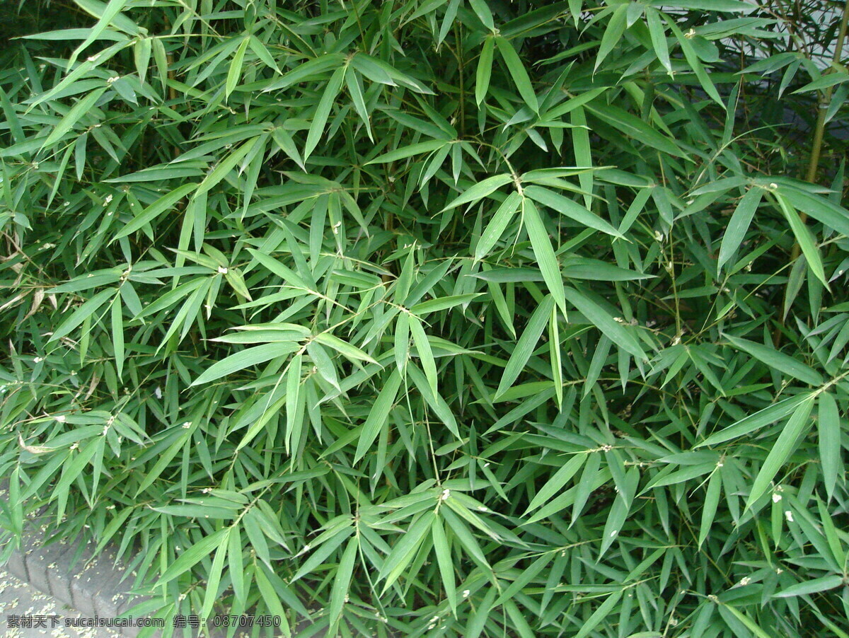 拍摄竹子 植物摄影 青竹 竹叶 竹子 树木树叶 生物世界