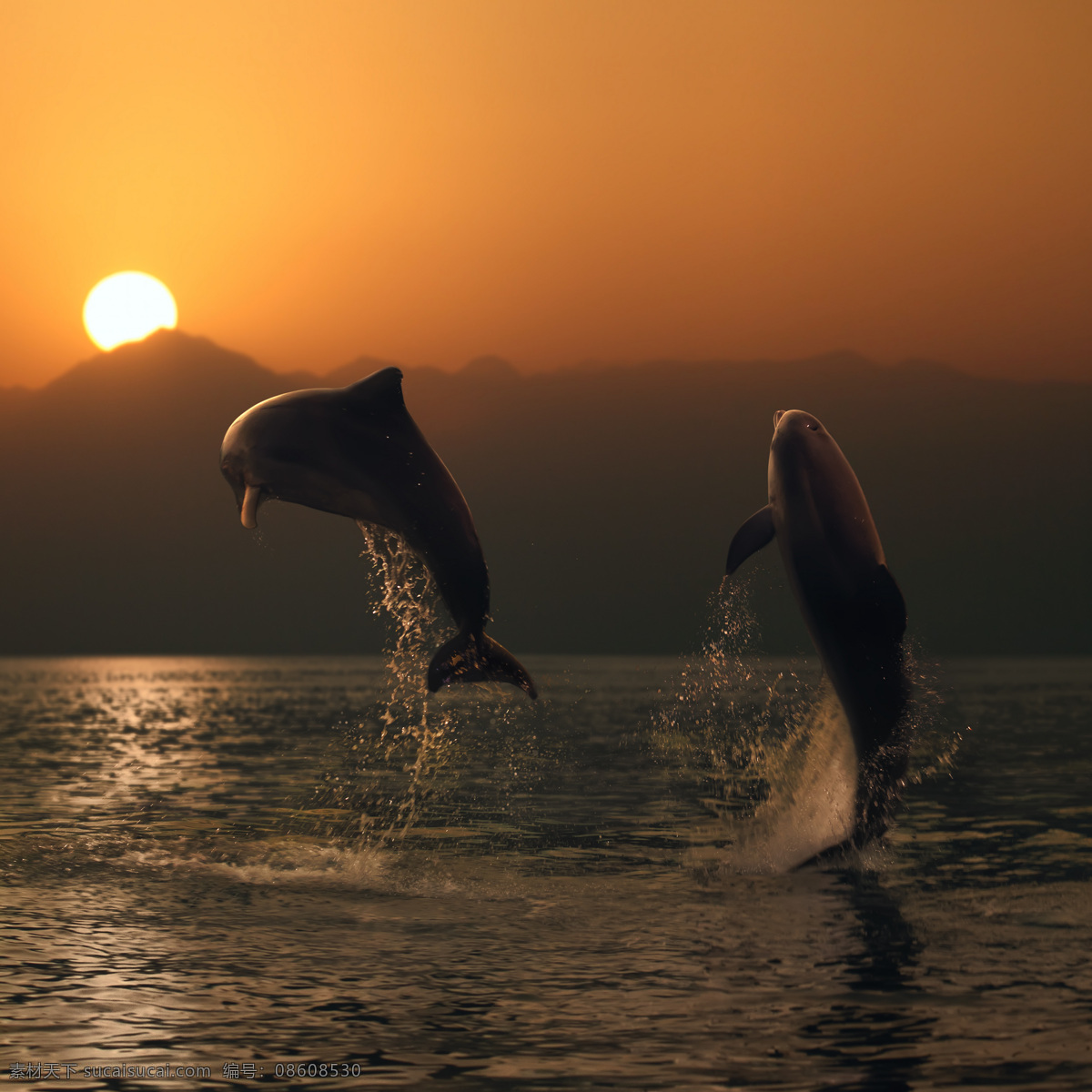 海洋 里 跳出 两 只 海豚 跳跃的海豚 天空 蓝天白云 晴朗 海面 大海 海天一线 两只海豚 跳跃 日出 日落 山 高山 高清图片 水中生物 生物世界