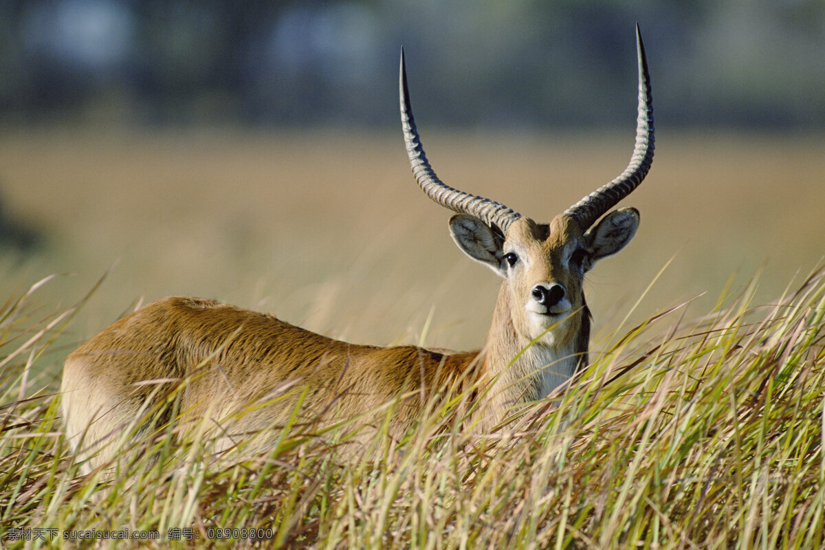 非洲 野生动物 长角 鹿 非洲野生动物 动物世界 动物 jpg图片 生物世界 摄影图片 长角鹿 脯乳动物 鹿高清图片 草原 陆地动物 灰色