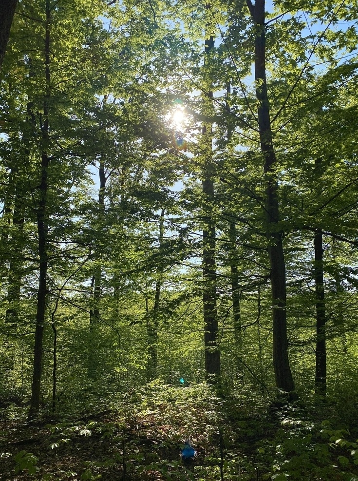 丛林图片 丛林 森林 树林 树木 树叶 树冠 树枝 绿色世界 风景 自然景观 自然风景