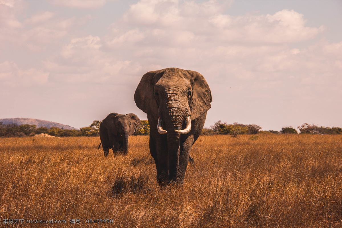 大象 小象 一起 象 象牙 象鼻 象群 非洲大象 非洲草原 象鼻子 泰国大象 印度大象 哺乳动物 亚洲大象 在一起 动物昆虫 生物世界 野生动物