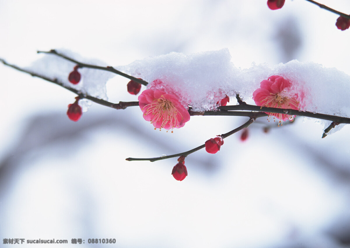 雪中的梅花 梅花 花朵 花卉图片 花卉 花 鲜花 花草 花卉壁纸 园林花卉 花卉的图片 花卉摄影 摄影图 生物世界 花卉风景 摄影图库