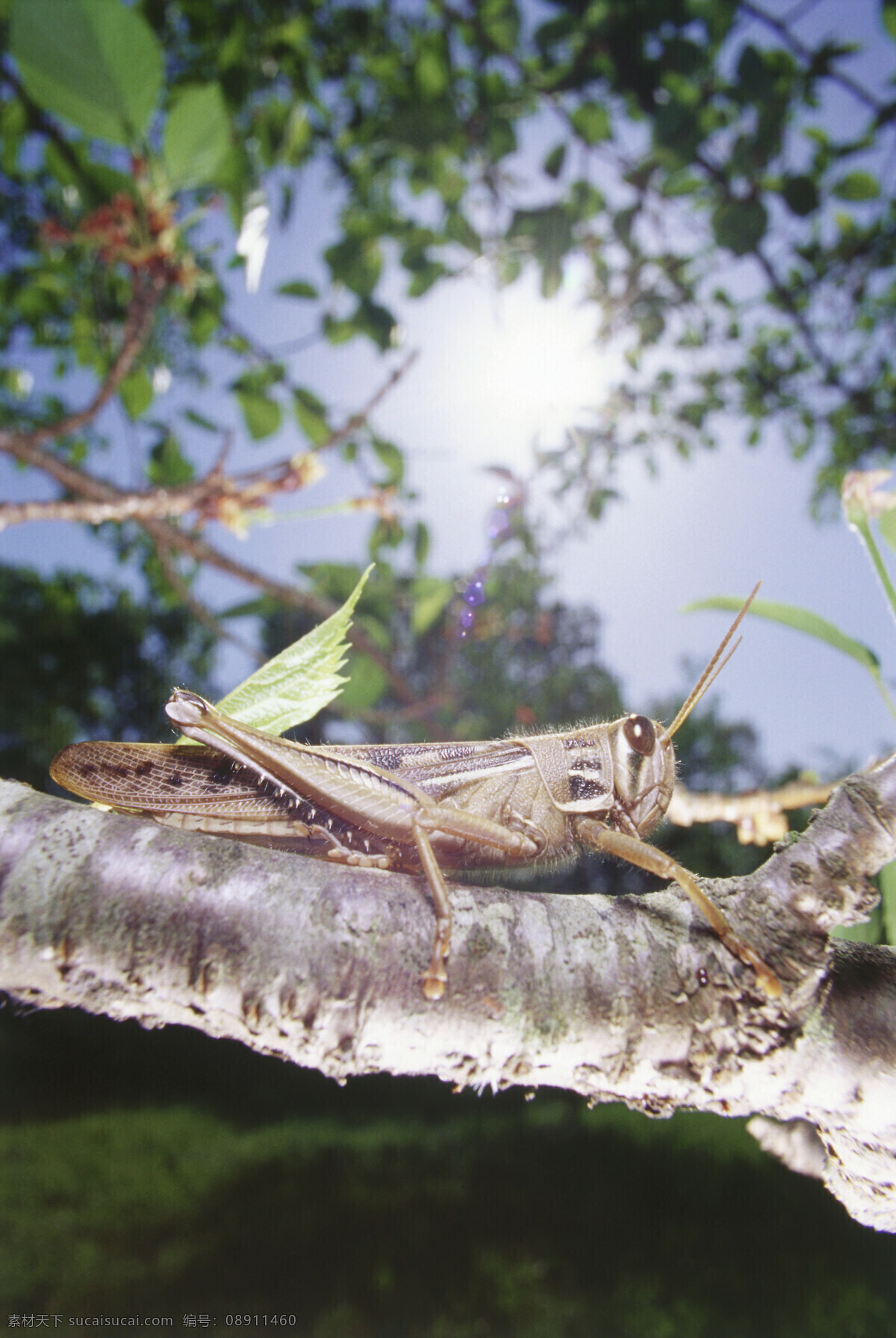 蝗虫 昆虫 害虫 秋天 自然摄影 生态摄影 微距 特写 生物世界 鲜花 花草树木 田园风景 昆虫世界