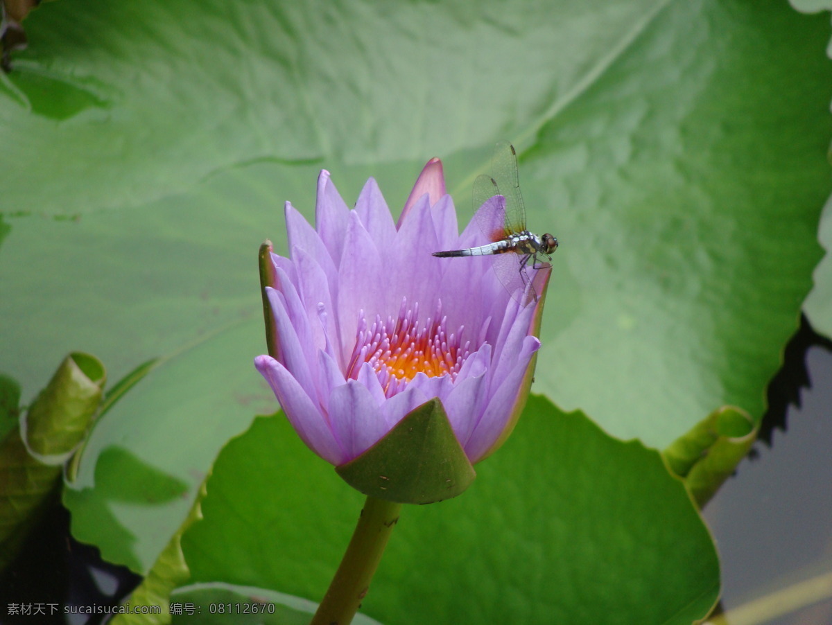 莲花 上 蜻 蜒 荷塘 昆虫 莲叶 生物世界 莲花上的蜻蜒 蜻蜒