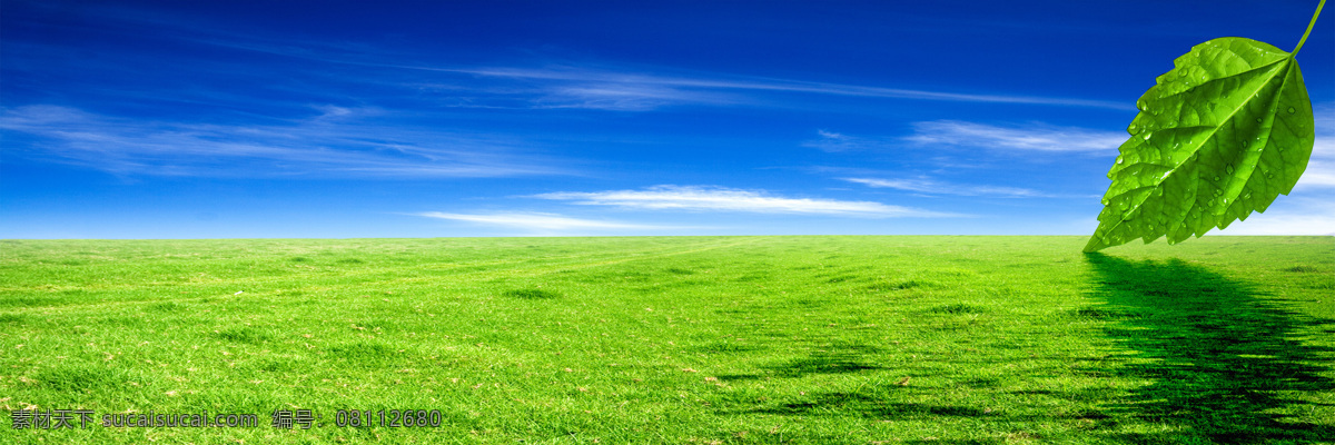 草地 树叶 露珠 树叶背景 草地树叶图片 生物世界