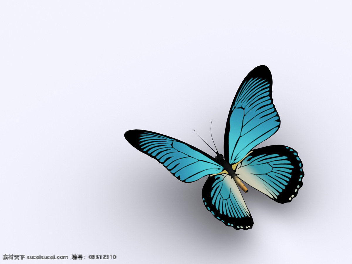 美丽 蝴蝶 美丽蝴蝶 飞蛾 动物世界 昆虫世界 生物世界