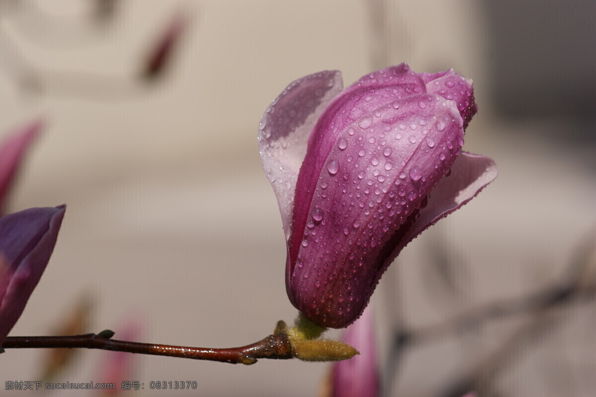 紫玉 兰花 高清 紫玉兰花 自然风景 紫玉兰花素材 自然景观 自然 风景 自然摄影 花卉特写 生物世界 花草 高清花卉摄影 近景摄影 微距高清摄影 紫玉兰