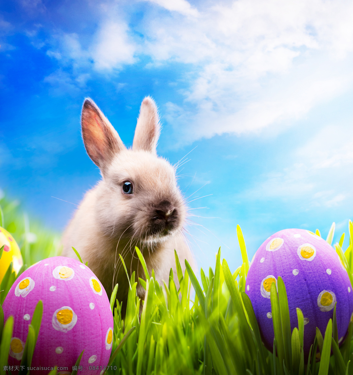 复活节 兔子 彩蛋 节日 可爱 草地 天空 节日庆典 生活百科 白色