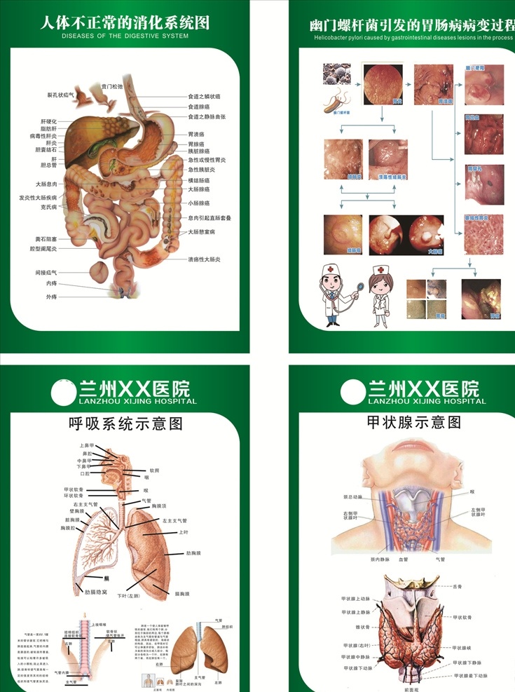 人体解剖图 解剖图 消化系统 肠胃病变 呼吸系统 甲状腺系统 示意图