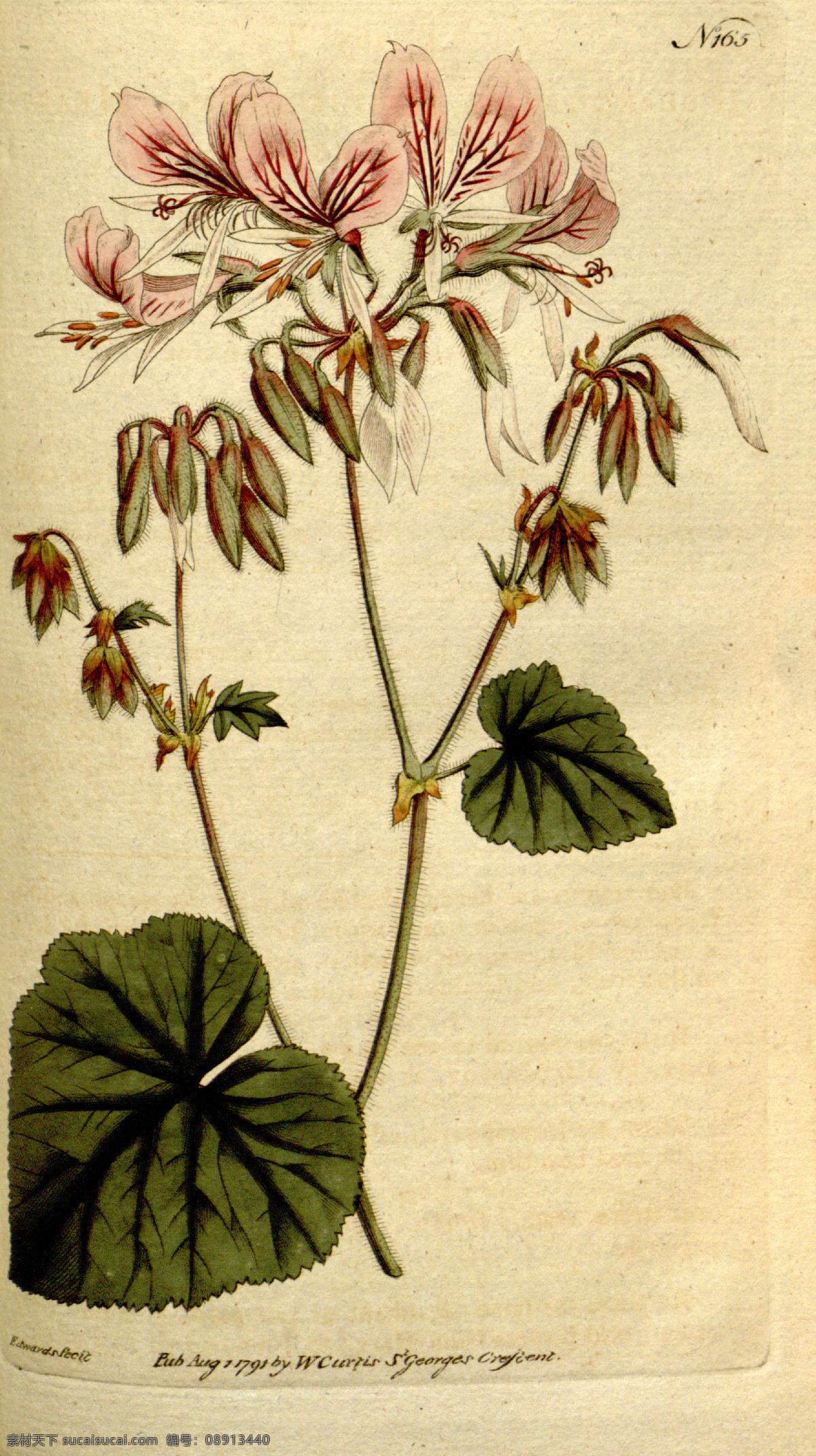 植物手绘 花类图鉴 田园 装饰画 墙画 手绘 未分层 文化艺术 绘画书法