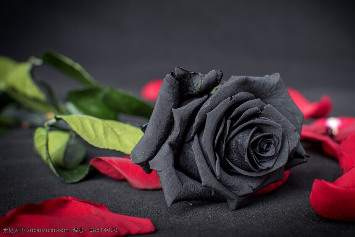黑玫瑰 黑色玫瑰 黑色鲜花 玫瑰花 花卉 绿叶 鲜花 生物世界 花草