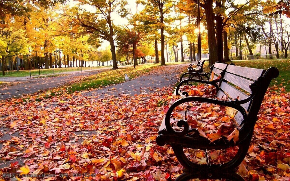 深秋 马路 上 长椅 秋天 枫叶 凄凉 浪漫