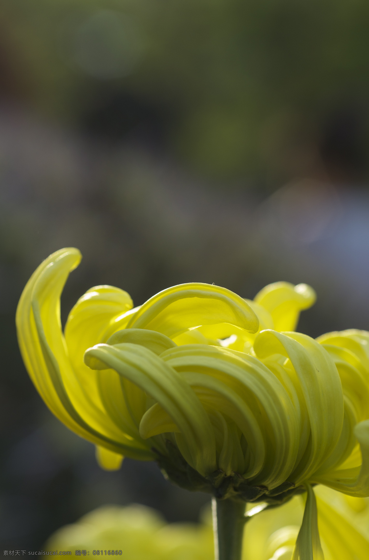 黄色菊花 黄色 菊花 高清 花卉 花草 生物世界