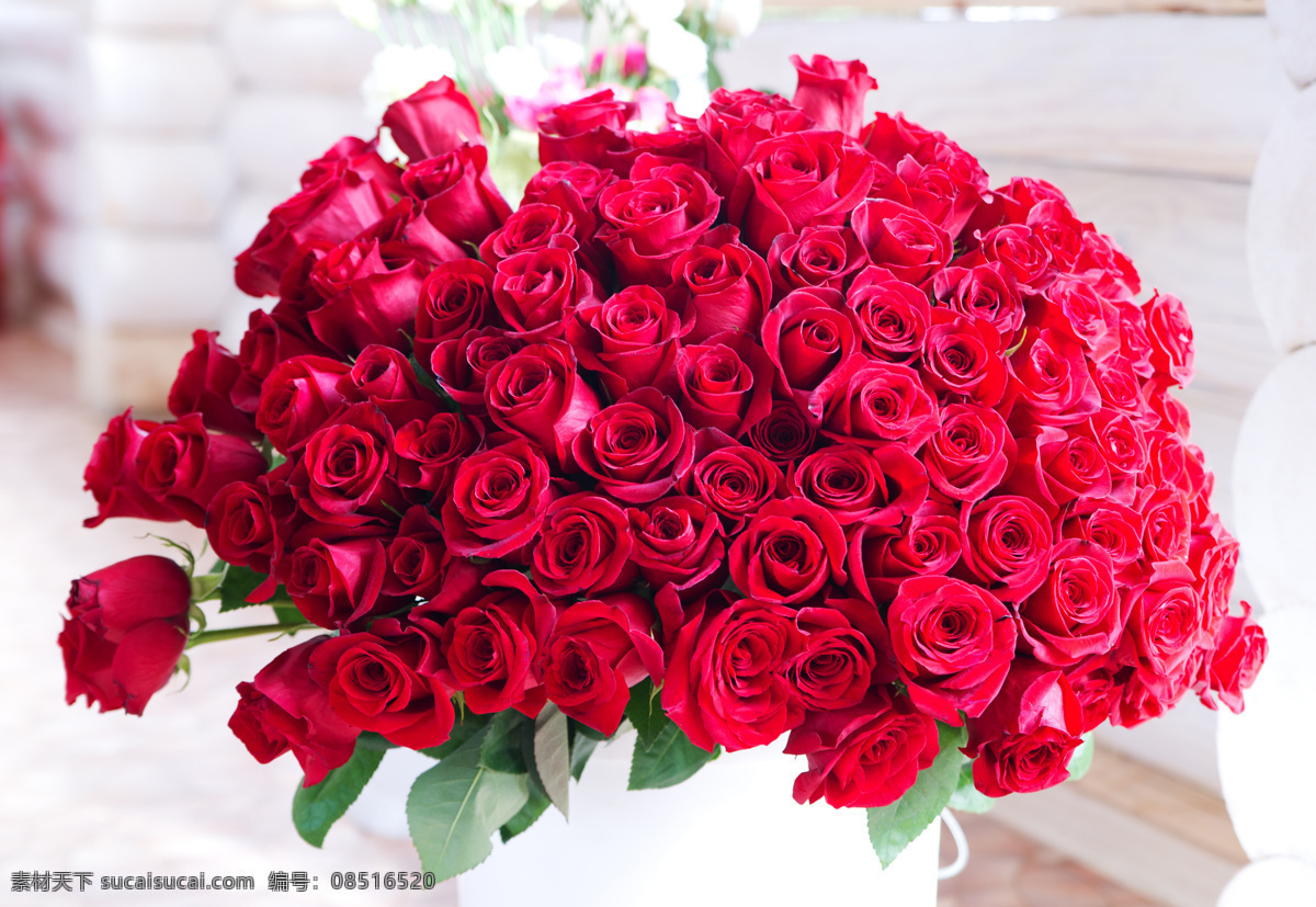最美 玫瑰 花束 红玫瑰 玫瑰花 装饰 植物 花卉 红色 月季花 束鲜花 鲜花 520 情人节 红色玫瑰 生物世界 花草