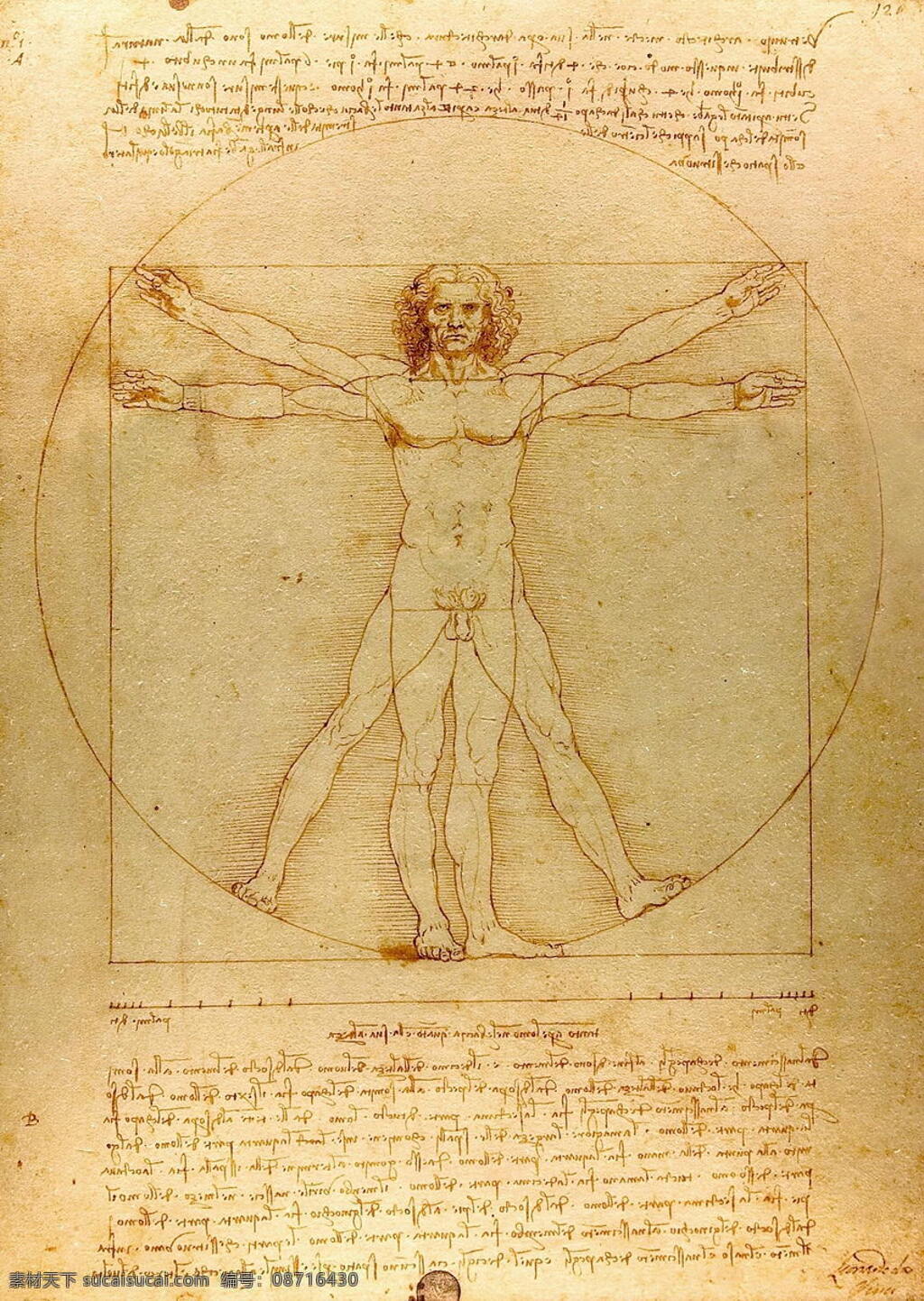 达芬奇作品 达芬奇 人体 达芬奇密码 神秘 解剖 比例 绘画艺术 文化艺术 绘画书法