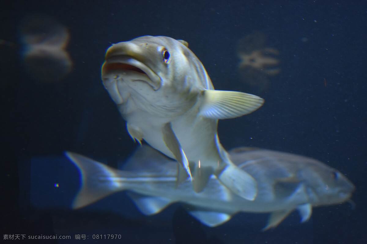 鱼图片 鱼 海底世界 海洋生物 鱼类 小丑鱼 狮子鱼 八宝鱼 鳐鱼 带鱼 斗鱼 海鱼 彩色的鱼 鲨鱼 小鲨鱼 珊瑚 水母 金鱼 鲤鱼 锦鲤 鱼塘 生物世界