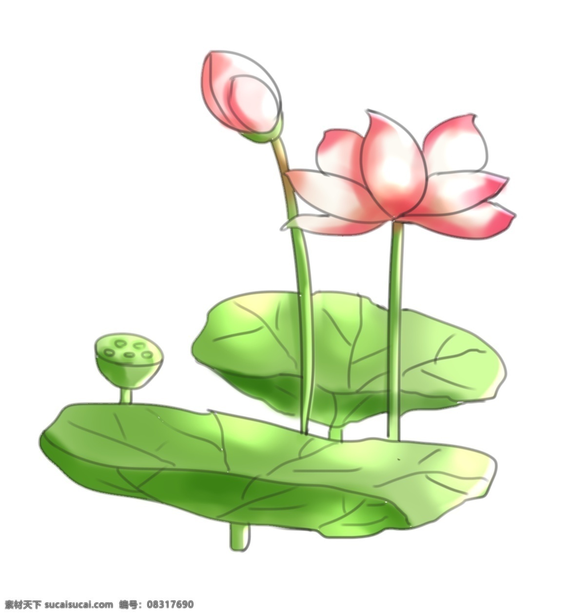 美丽 荷花 卡通 插画 美丽的荷花 卡通插画 荷花插画 花朵 花束 鲜花 花瓣 花蕾 绽放的荷花