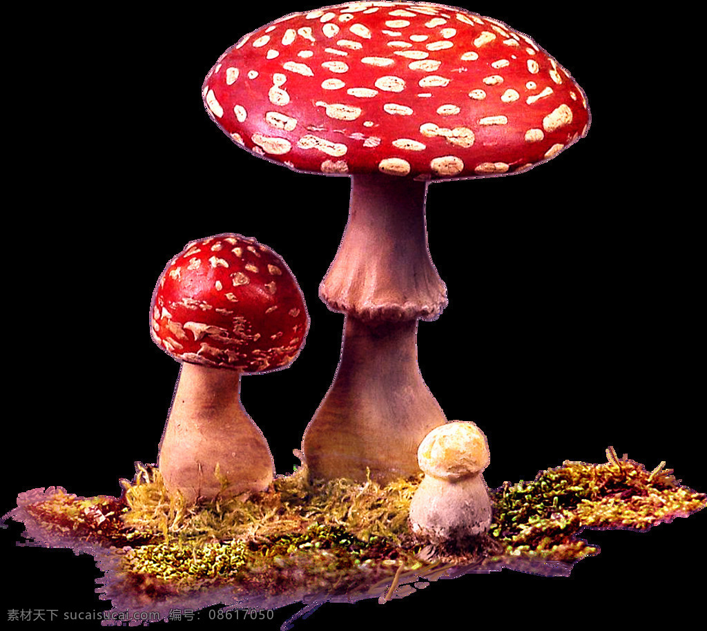 手绘 油画 红 蘑菇 元素 野外 菌类 草丛 红色蘑菇 鲜艳 免抠
