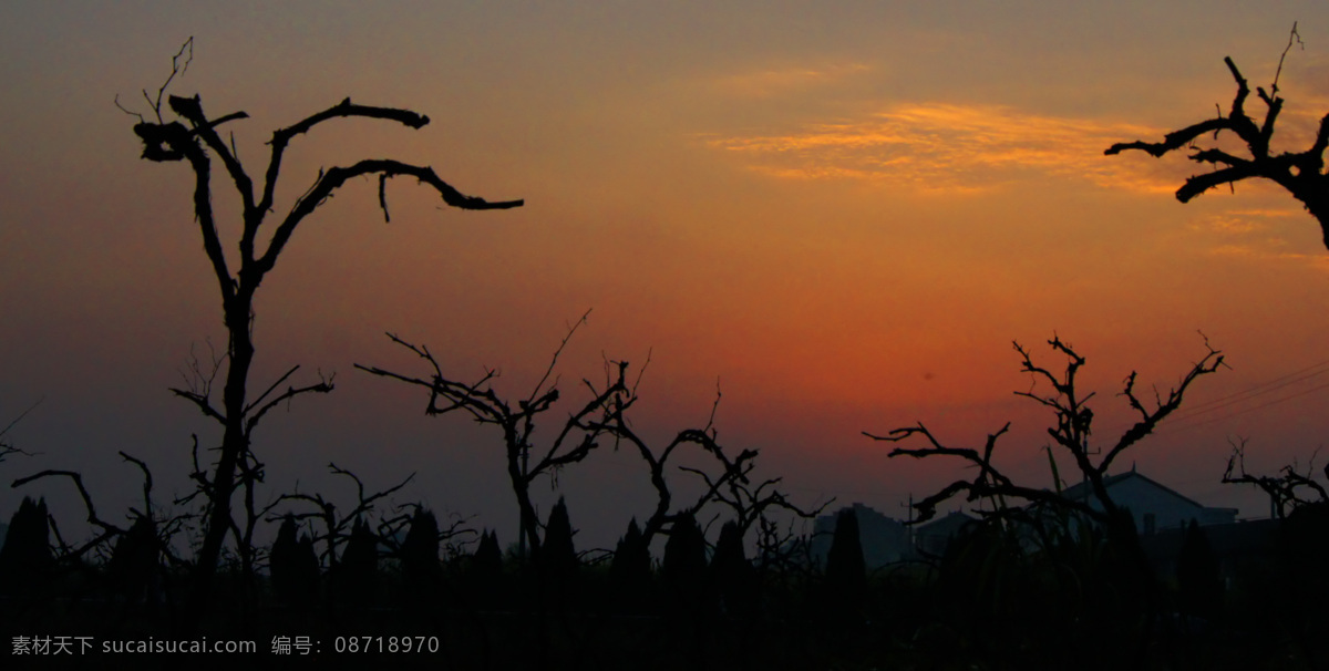 葡萄 树 舞 剪影 枯枝 葡萄树 生物世界 树木树叶 晚霞 夕阳 葡萄树之舞