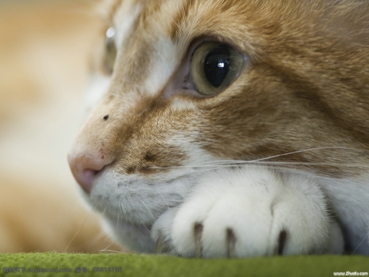 注视 猎物 中 猫 猫狗 猫狗宠物 猫和老鼠 猫猫 猫咪 猫头 猫头鹰 猫头鹰图片 猫捉老鼠 猫头形相框 摄影图 生物世界