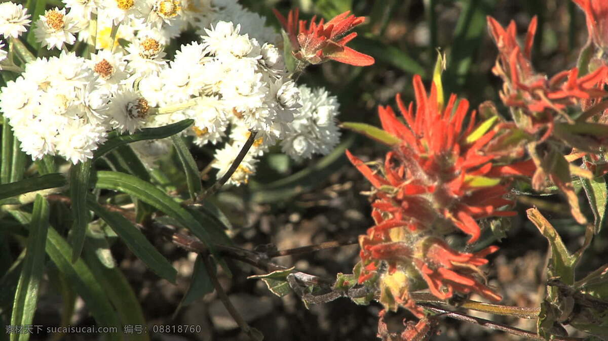 级 联 野花 股票 视频 画面 细节 白色 红色 花 瀑布 视频免费下载 野生 自然 俄勒冈 其他视频