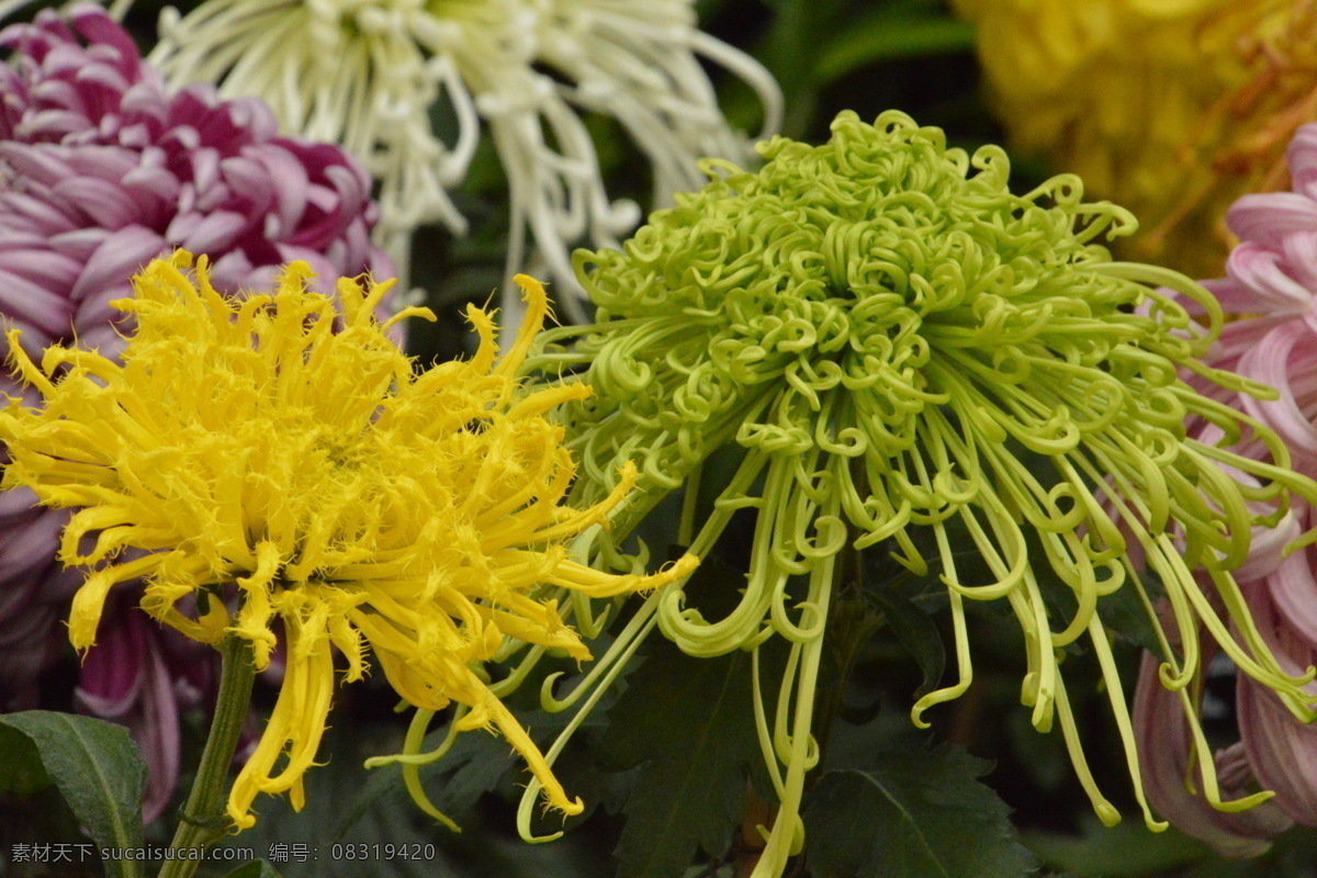 菊花 秋菊 园艺 花卉素材 寿客 金英 黄华 陶菊 花卉 花儿 花草 花朵 花瓣 花蕊 绿化景观 草本植物 生物世界