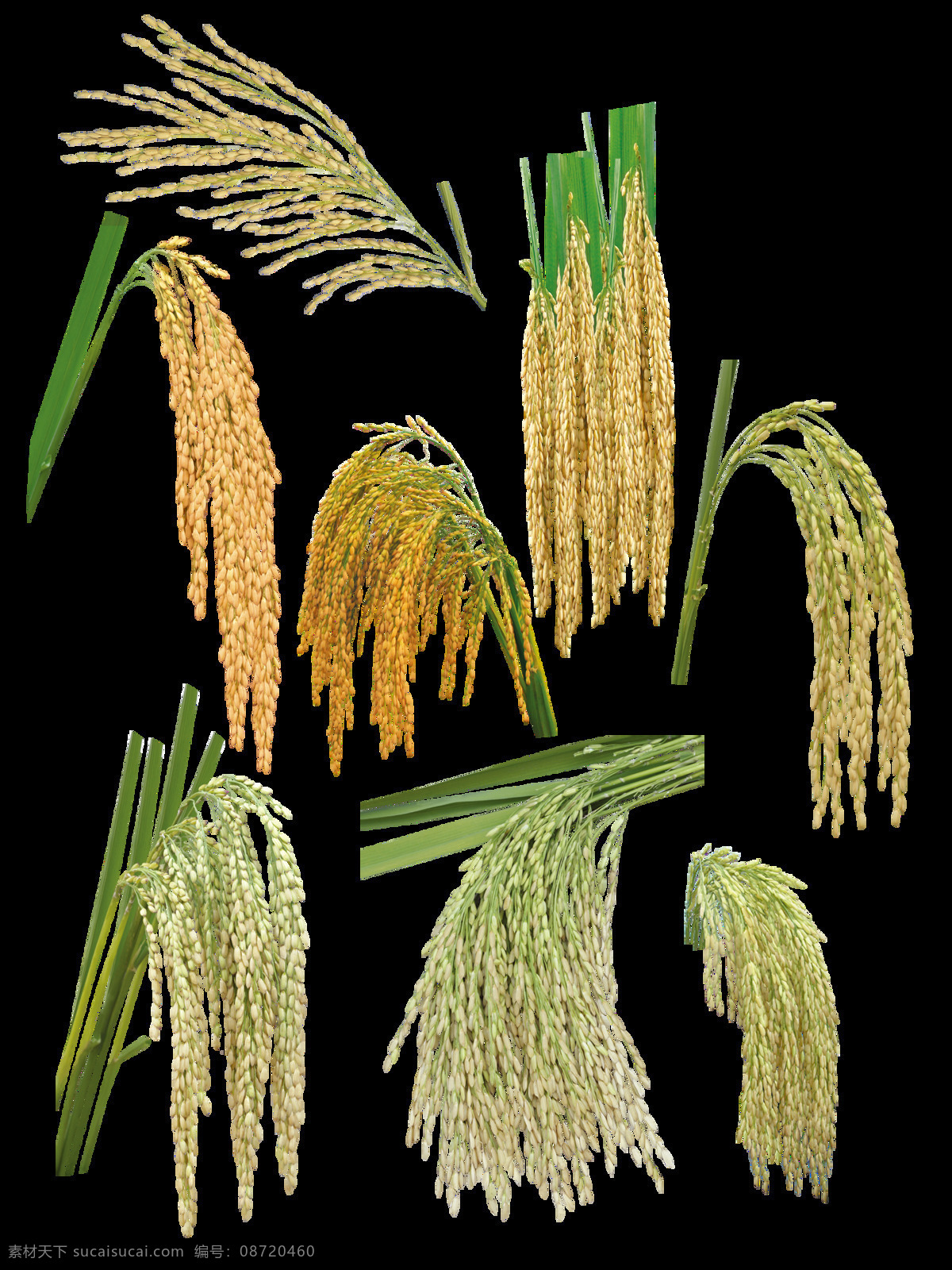 各种 形态 水稻 作物 透明 黄色 绿色 颗粒 大米 透明素材 免扣素材 装饰图片