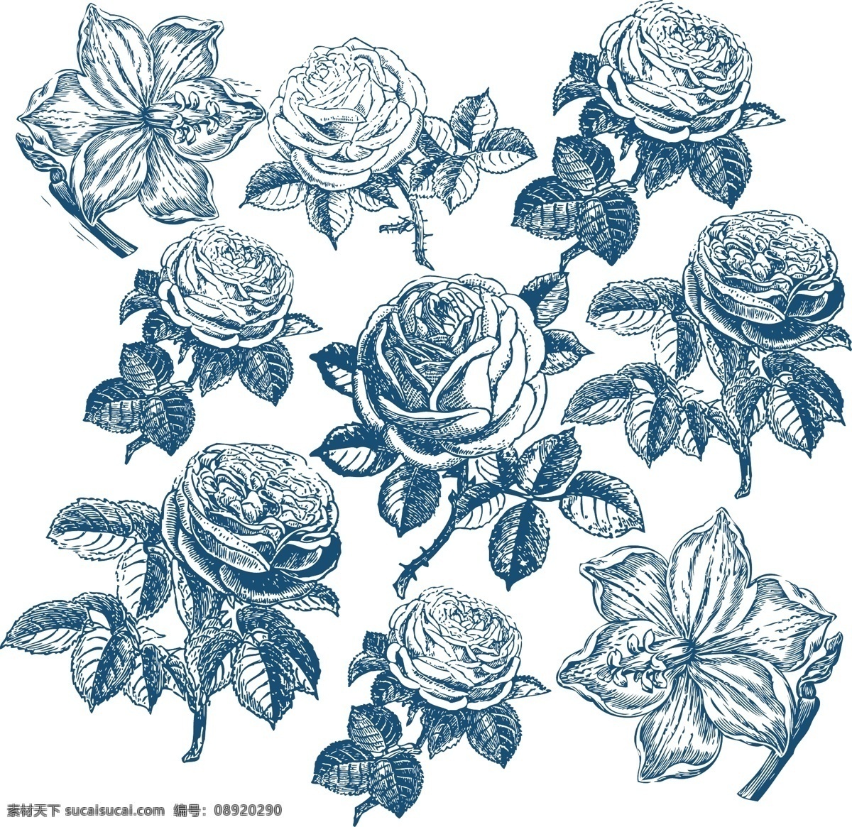 素描 玫瑰花 白描 手绘 矢量图 花纹花边