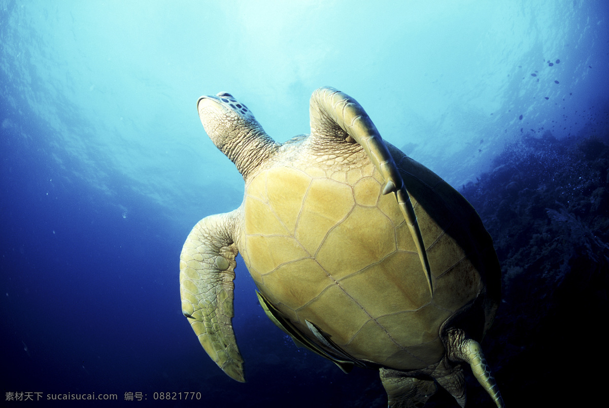 全球 首席 大百科 海底 潜水 潜水员 珊瑚 深海 探索 探秘