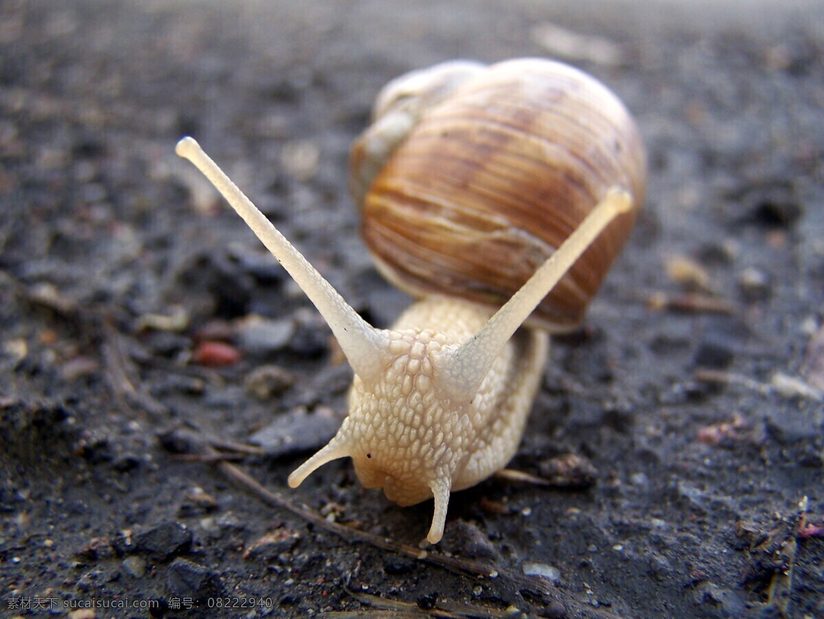 蜗牛 房子 昆虫 生物世界 爬行