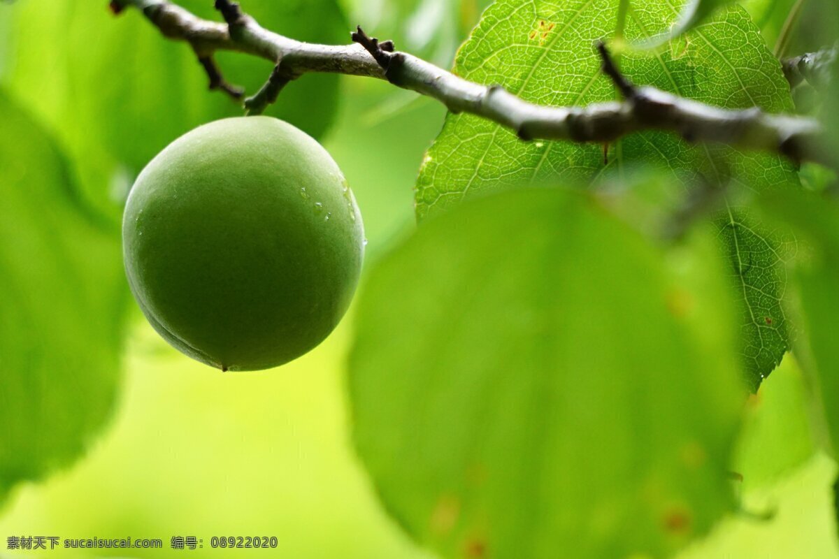 青梅 梅子 青涩的梅子 有机水果 绿色水果 农产品 生物世界 水果